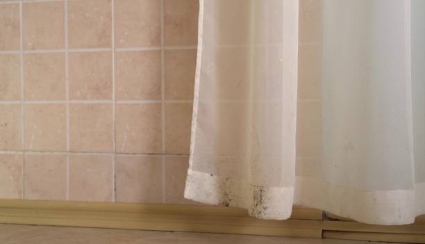 Mold Remediation for Rental Properties in Nogales, AZ