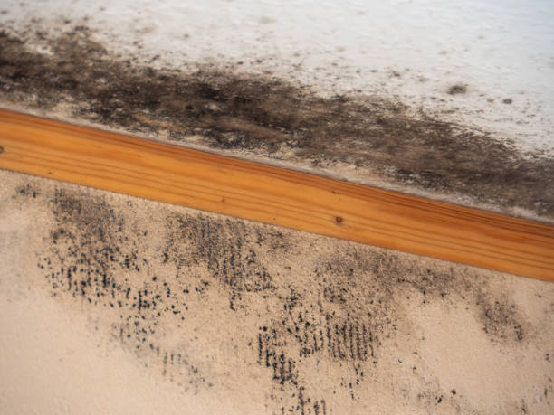 Best Basement Mold Removal  in Nogales, AZ