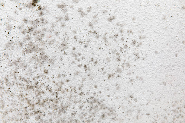 Best Mold Documentation for Insurance Claims  in Nogales, AZ