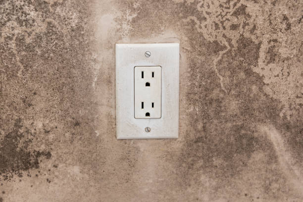 Best Industrial Mold Remediation  in Nogales, AZ